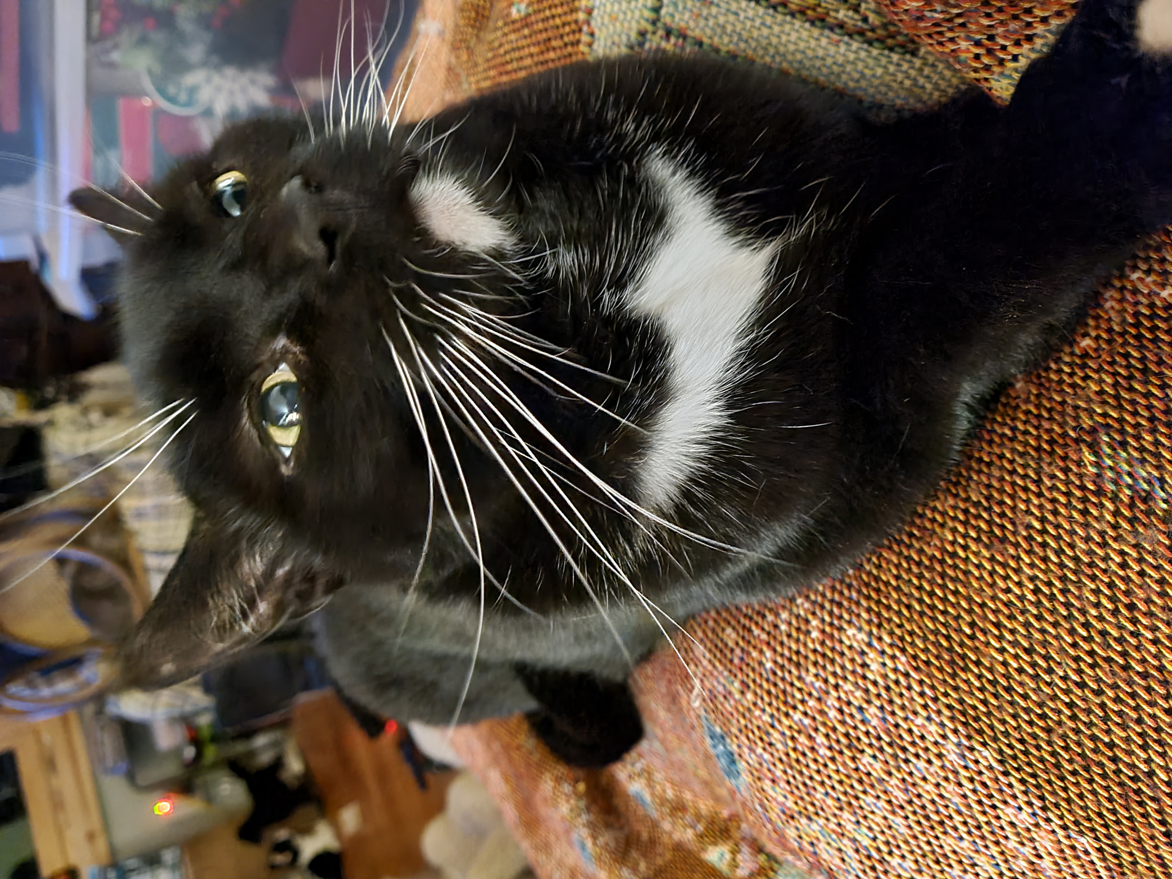 Tucker